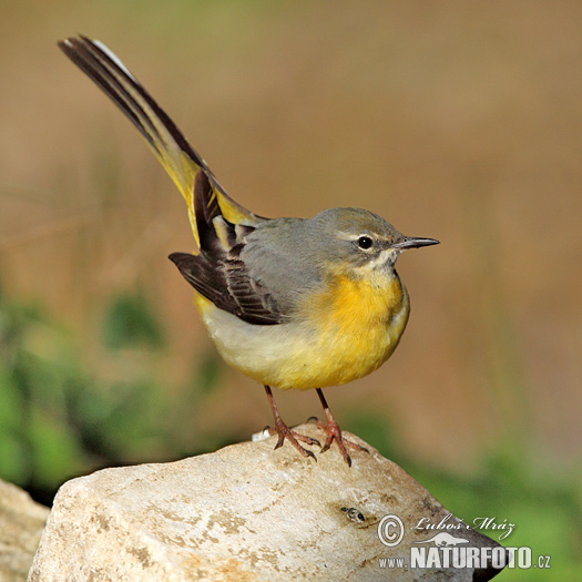 Trasochvost horský (Motacilla cinerea)