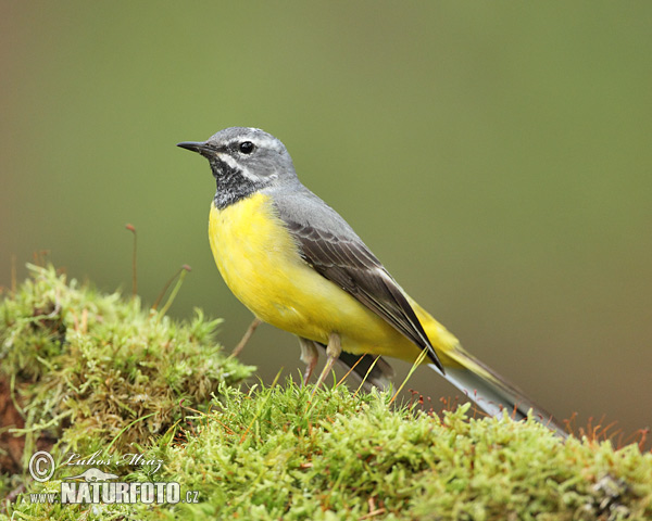 Trasochvost horský (Motacilla cinerea)