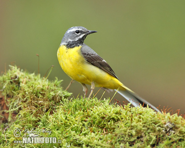 Trasochvost horský (Motacilla cinerea)