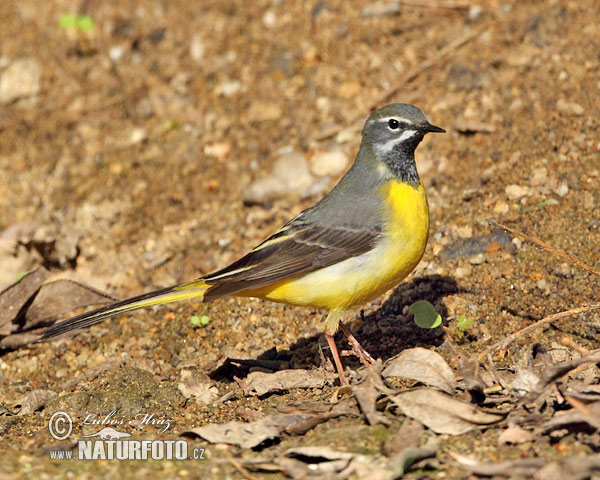 Trasochvost horský (Motacilla cinerea)