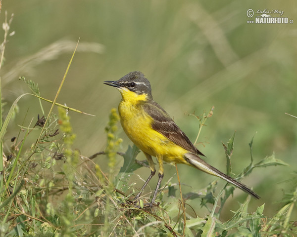 Trasochvost žltý (Motacilla flava)