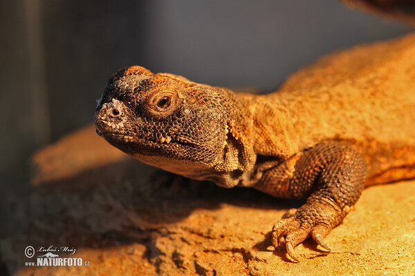 Trnorep skalní (Uromastyx acanthinura)