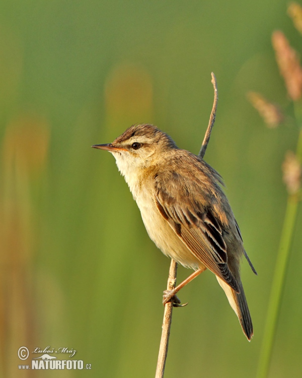 Trsteniarik malý pásikový (Acrocephalus schoenobaenus)