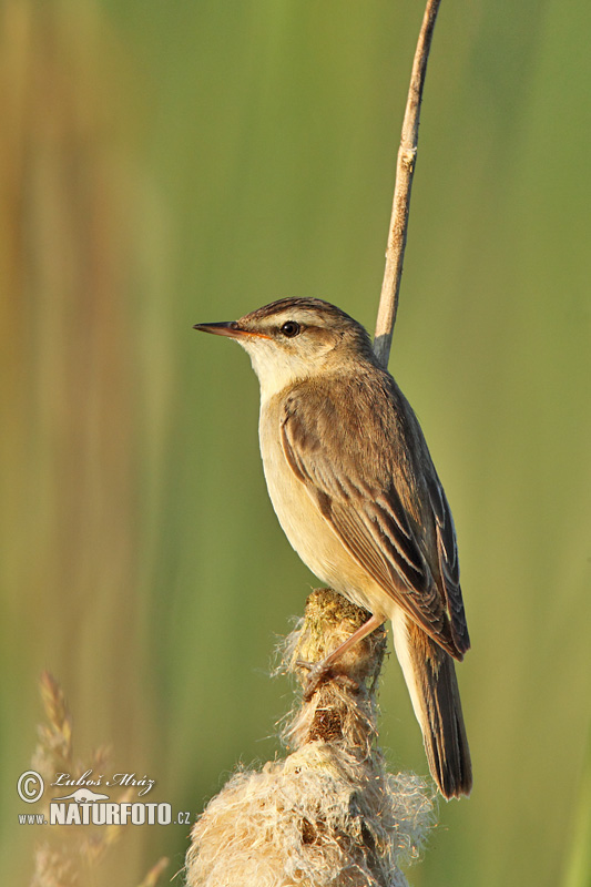 Trsteniarik malý pásikový (Acrocephalus schoenobaenus)