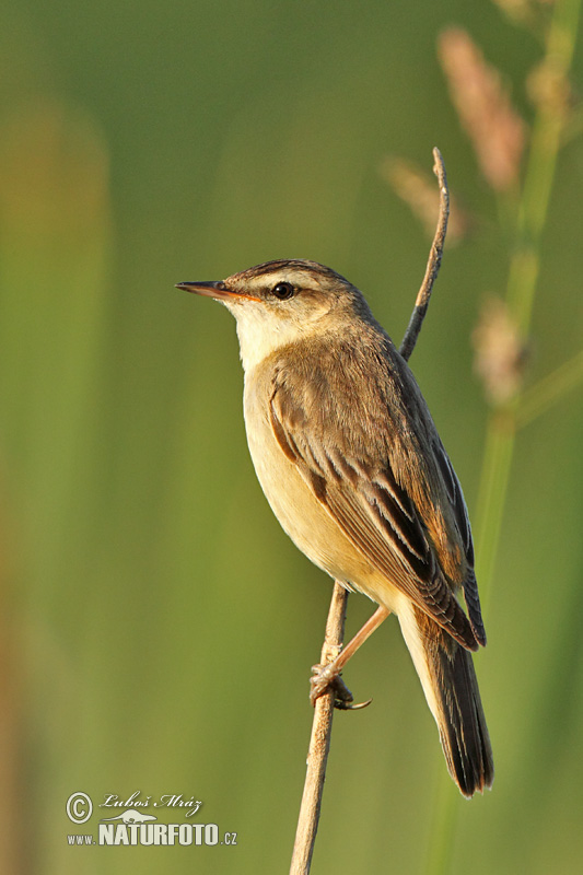 Trsteniarik malý pásikový (Acrocephalus schoenobaenus)