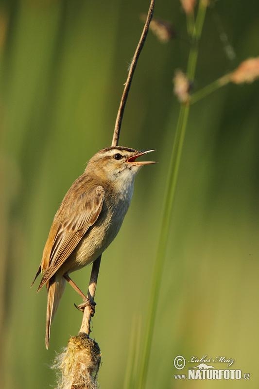 Trsteniarik malý pásikový (Acrocephalus schoenobaenus)