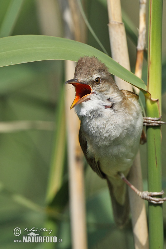 trsteniarik škriekavý (Acrocephalus arundinaceus)