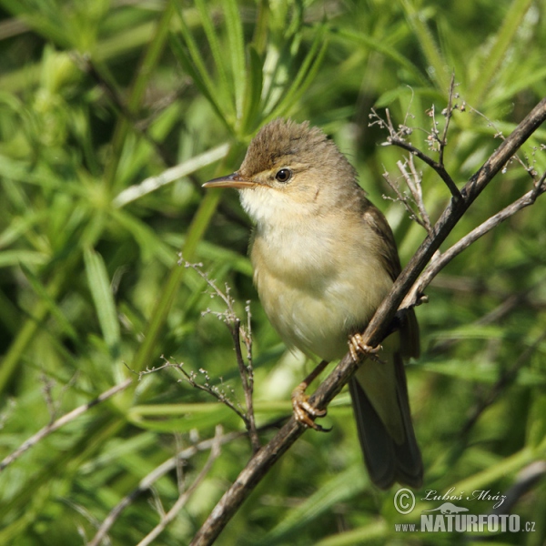Trsteniarik spevavý (Acrocephalus palustris)