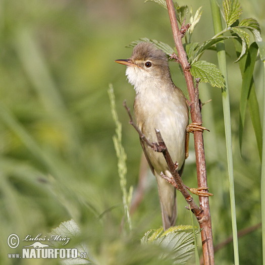 Trsteniarik spevavý (Acrocephalus palustris)