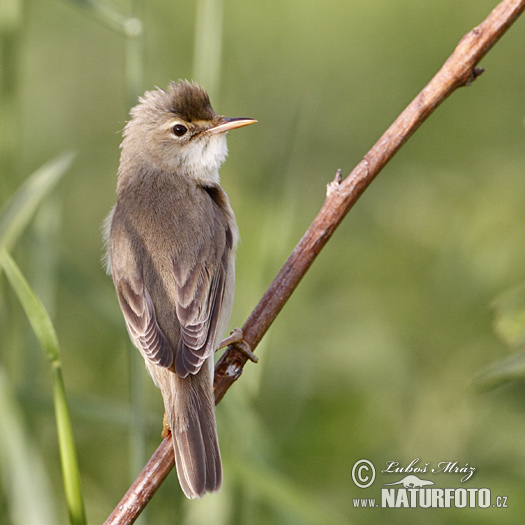 Trsteniarik spevavý (Acrocephalus palustris)