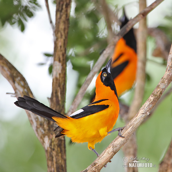 Trupiál (Icterus croconotus)