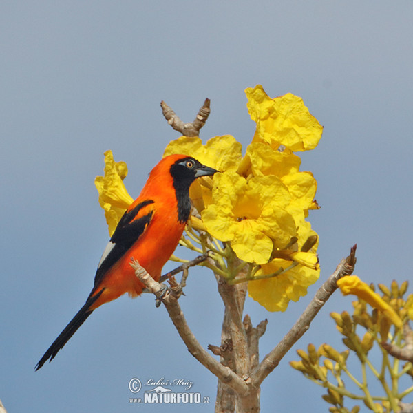 Trupiál (Icterus croconotus)