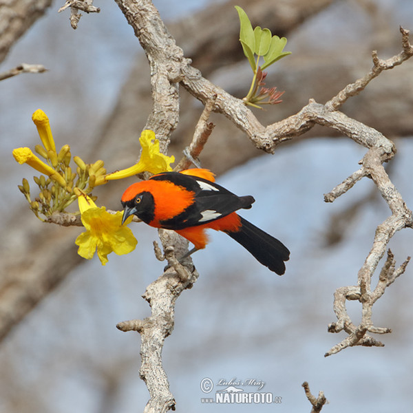 Trupiál (Icterus croconotus)