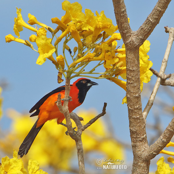 Trupiál (Icterus croconotus)