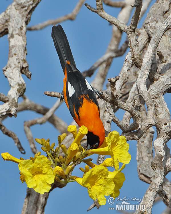 Trupiál (Icterus croconotus)