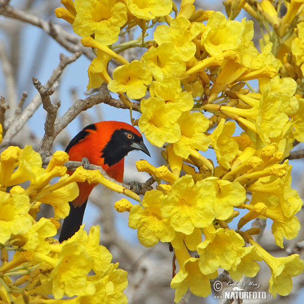 Trupiál (Icterus croconotus)
