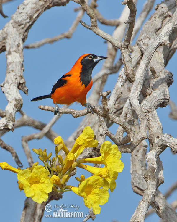 Trupiál (Icterus croconotus)