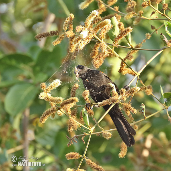 Trupiál tmavý (Icterus pyrrhopterus)