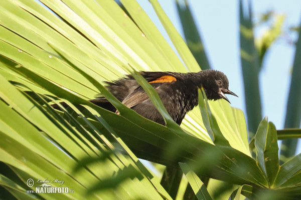 Trupiál tmavý (Icterus pyrrhopterus)