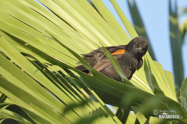 Trupiál tmavý (Icterus pyrrhopterus)
