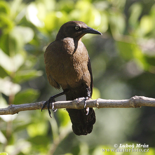 Trupiálovec člnkochvostý (Quiscalus mexicanus)