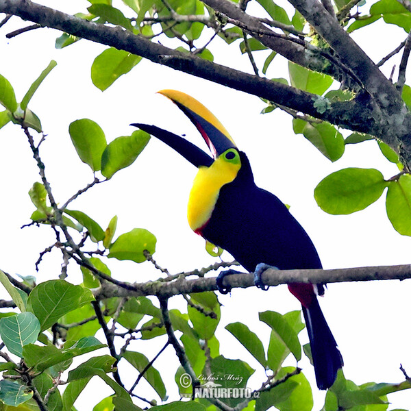 Tukan hnědošíjný (Ramphastos brevis)