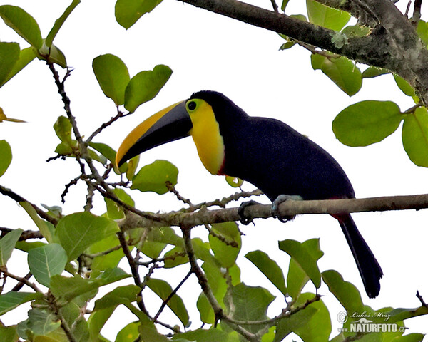 Tukan hnědošíjný (Ramphastos brevis)