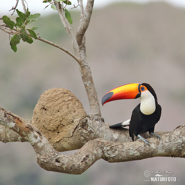 Tukan obrovský (Ramphastos toco)