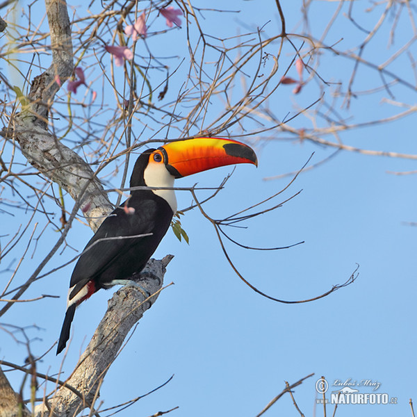 Tukan obrovský (Ramphastos toco)