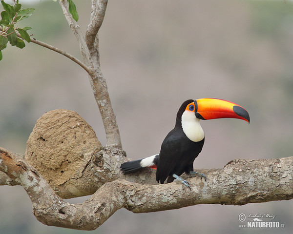 Tukan obrovský (Ramphastos toco)