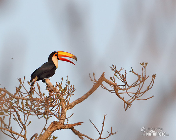 Tukan obrovský (Ramphastos toco)