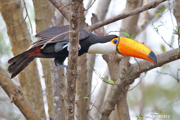 Tukan obrovský (Ramphastos toco)