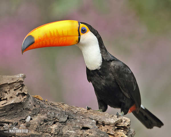 Tukan obrovský (Ramphastos toco)