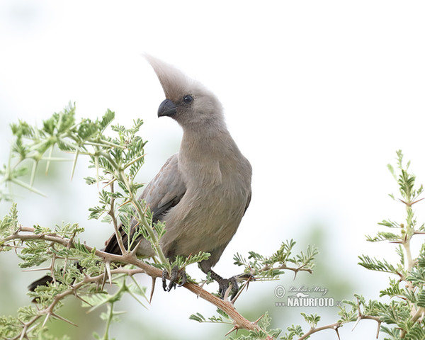 Turako světlý (Corythaixoides concolor)