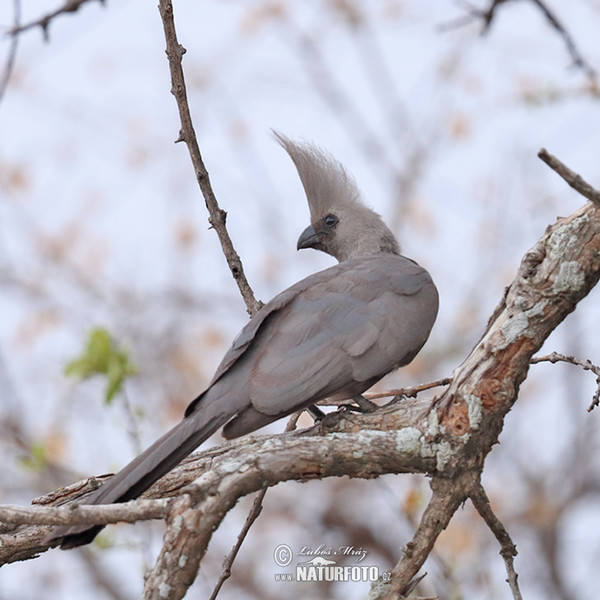 Turako světlý (Corythaixoides concolor)