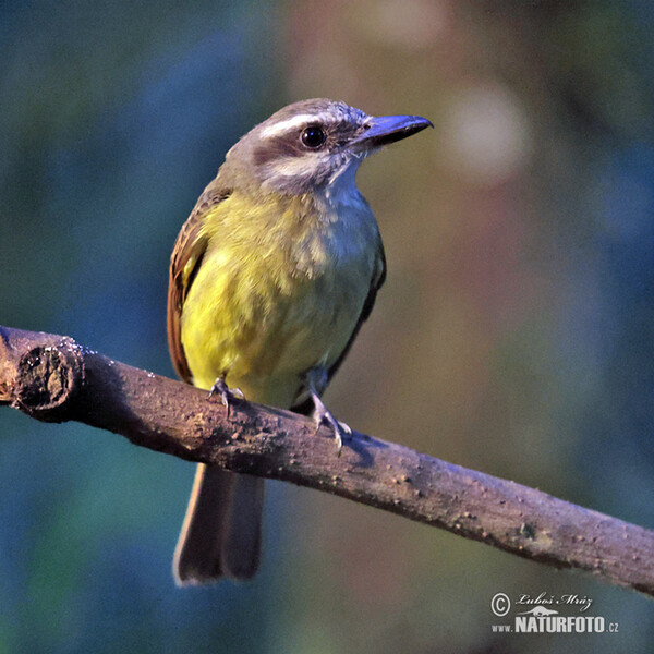 Tyran andský (Myiodynastes chrysocephalus)