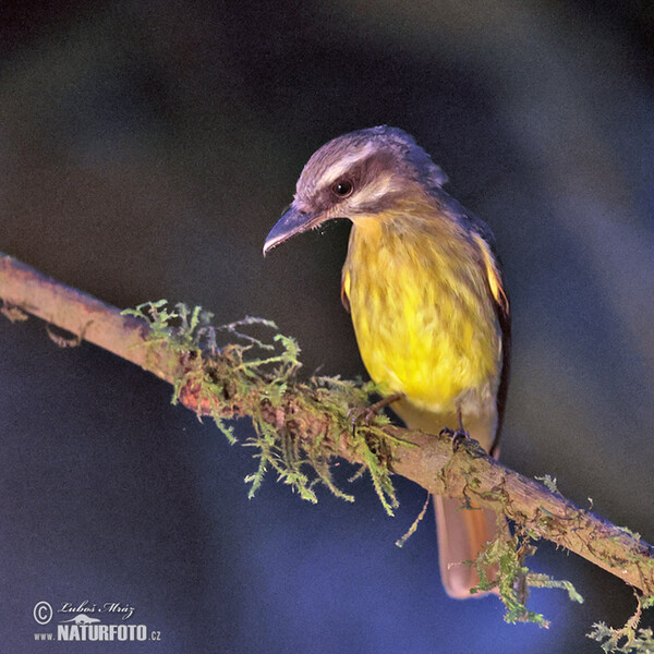 Tyran andský (Myiodynastes chrysocephalus)