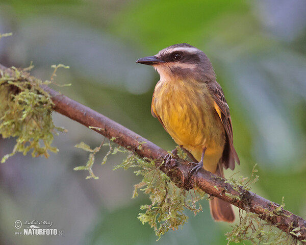 Tyran andský (Myiodynastes chrysocephalus)