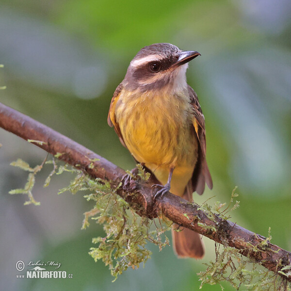 Tyran andský (Myiodynastes chrysocephalus)