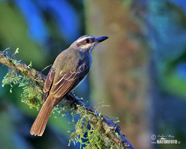 Tyran andský (Myiodynastes chrysocephalus)