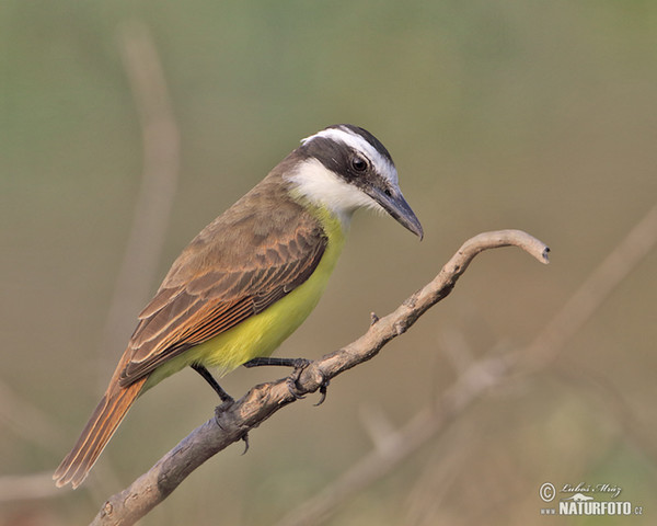 Tyran bentevi (Pitangus sulphuratus)