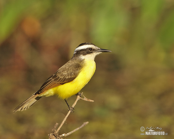 Tyran bentevi (Pitangus sulphuratus)