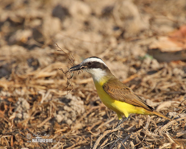 Tyran bentevi (Pitangus sulphuratus)