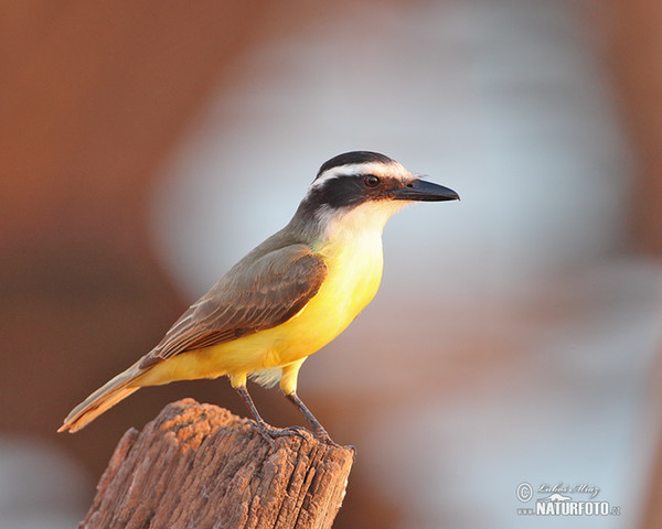 Tyran bentevi (Pitangus sulphuratus)