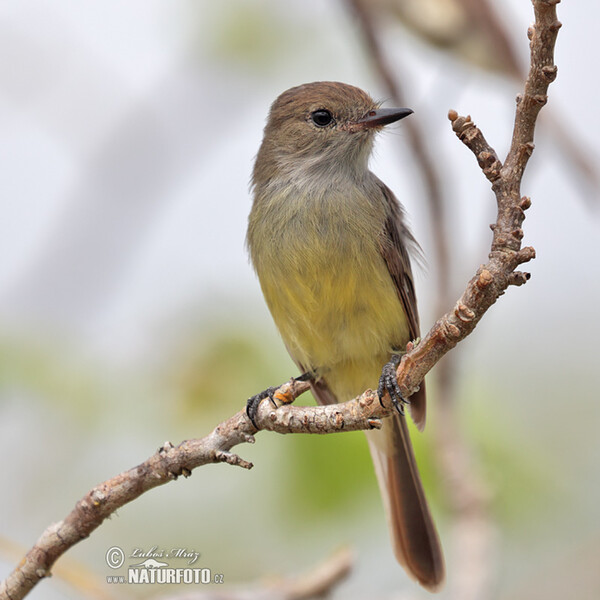 Tyran galapážský (Myiarchus magnirostris)