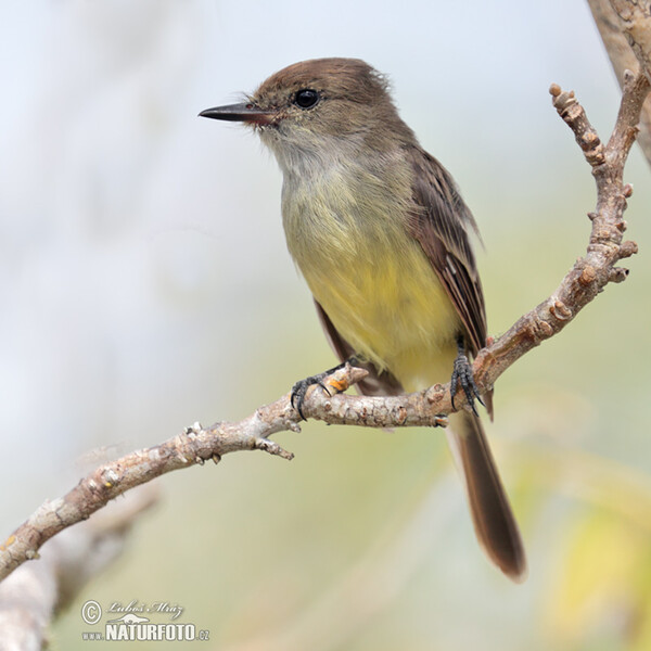 Tyran galapážský (Myiarchus magnirostris)