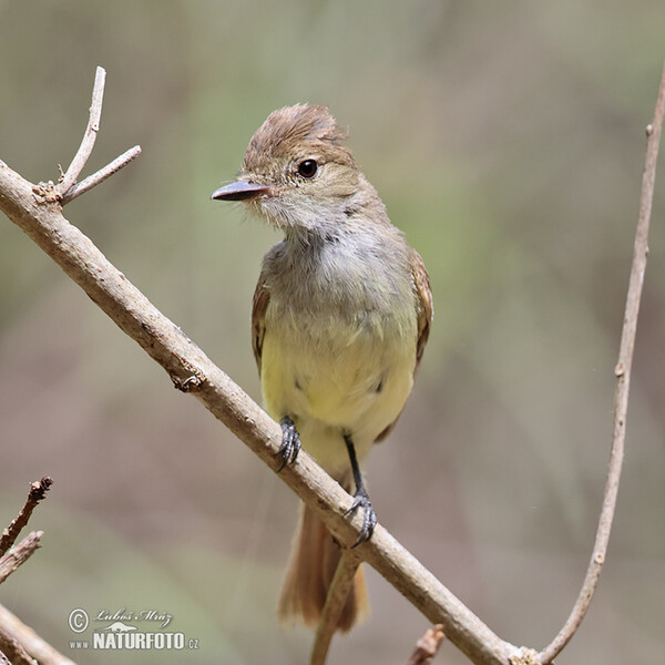 Tyran galapážský (Myiarchus magnirostris)