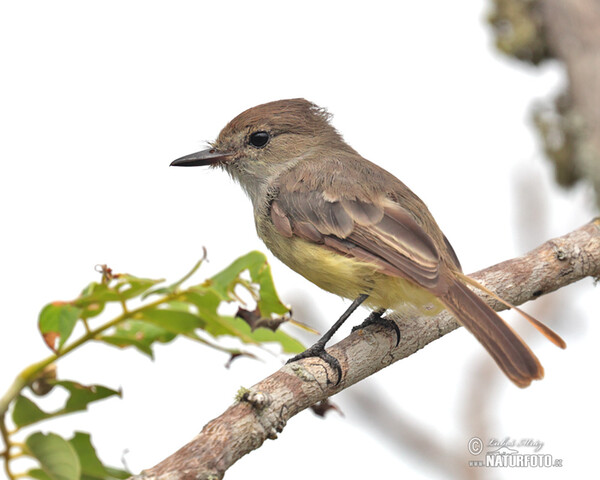 Tyran galapážský (Myiarchus magnirostris)