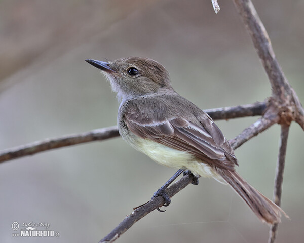 Tyran galapážský (Myiarchus magnirostris)