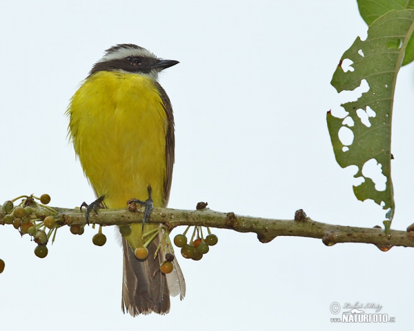 Tyran pospolitý (Myiozetetes similis)